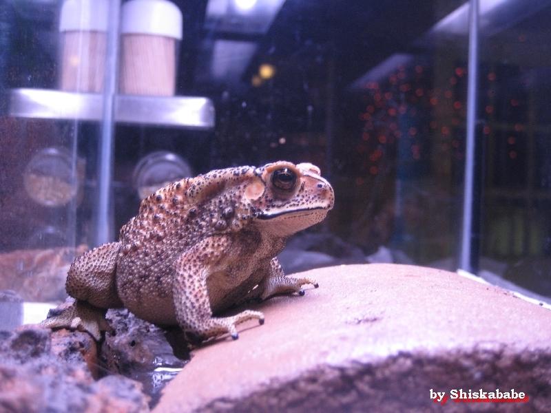 Bufo melanostictus (Duttaphrynus melanostictus) 07.jpg